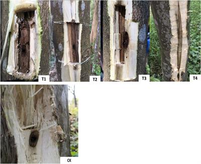 Physiological characteristics during the formation of aromatic components in xylem of Aquilaria sinensis induced by exogenous substances